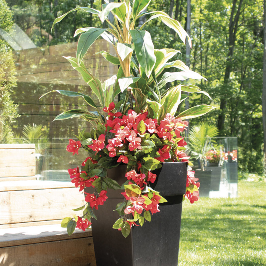 Outdoor Planter of Bougainvillea Flowers and Cordyline