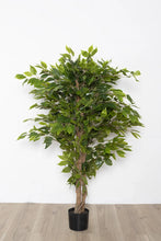 Load image into Gallery viewer, Ficus Tree 51&#39;&#39;
