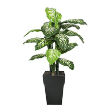 Load image into Gallery viewer, Potted Dieffenbachia
